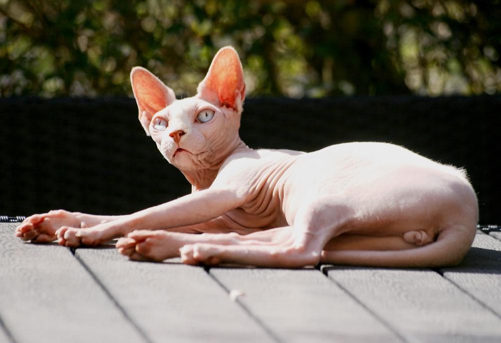 Sphynx Magnus Anat Her*PL - "Gustav" - April 2018 billede 3