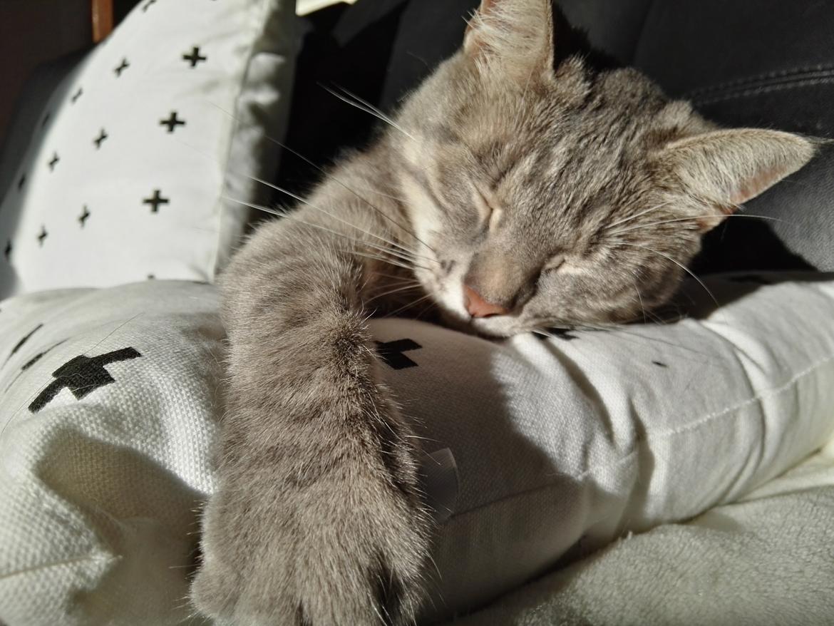 Huskat Kitty billede 1