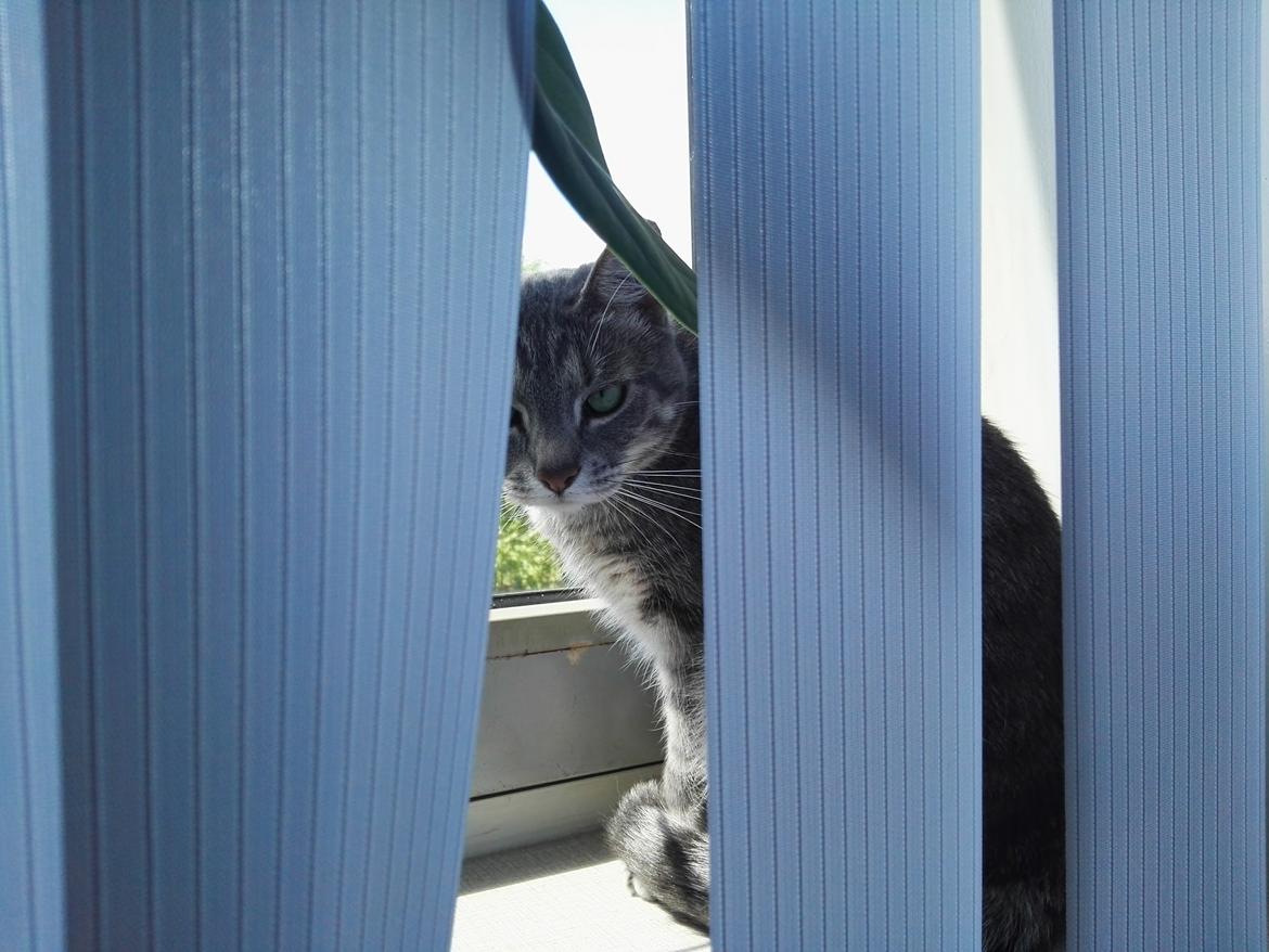 Huskat Kitty billede 3