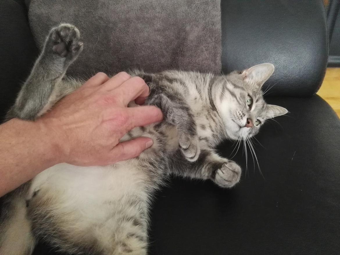 Huskat Kitty billede 4