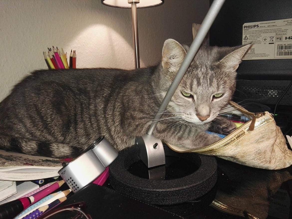 Huskat Kitty billede 5