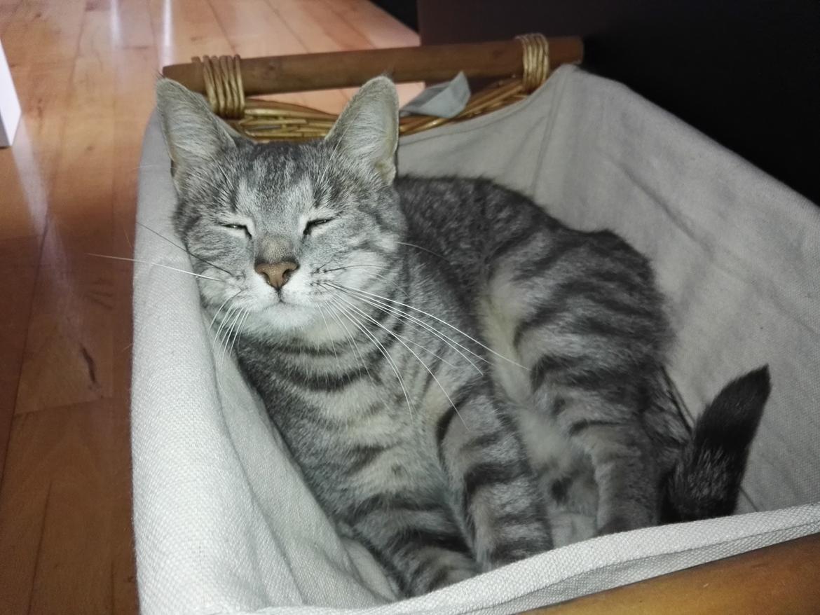 Huskat Kitty billede 2