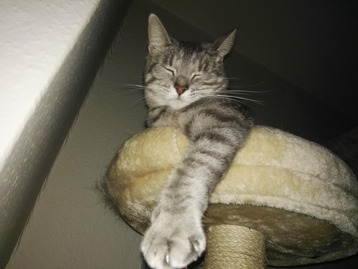 Huskat Kitty billede 6