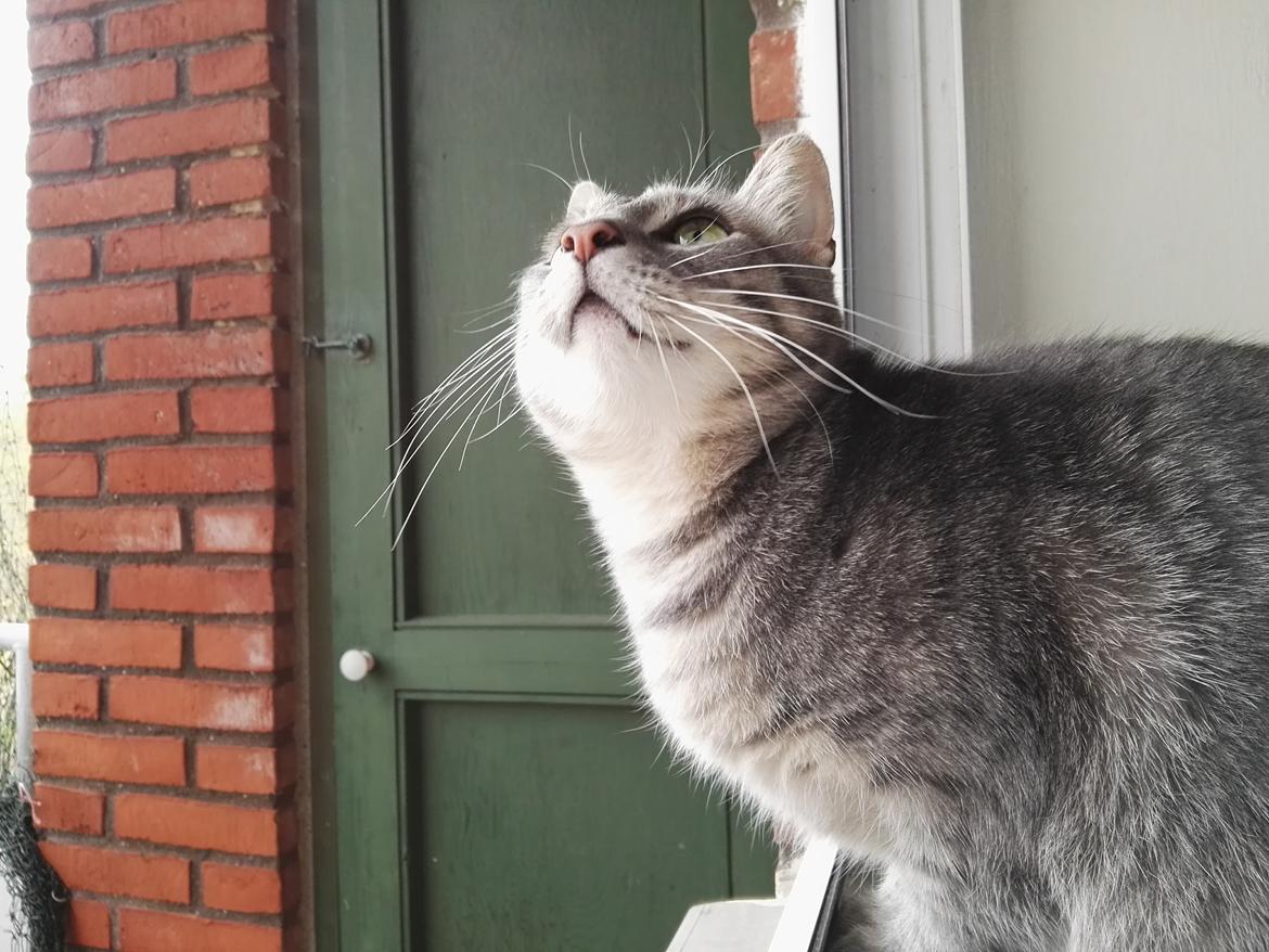 Huskat Kitty billede 7