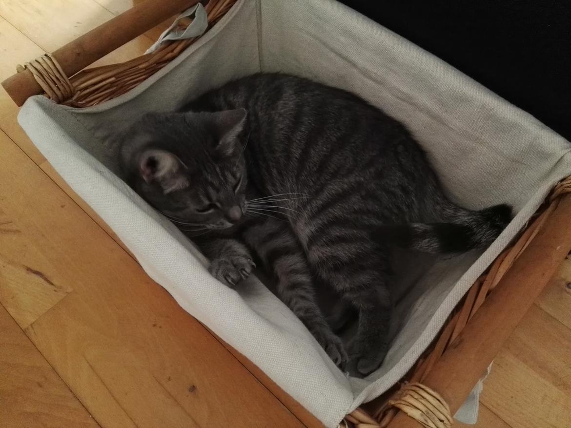 Huskat Kitty billede 8