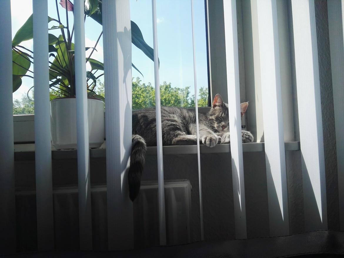 Huskat Kitty billede 10