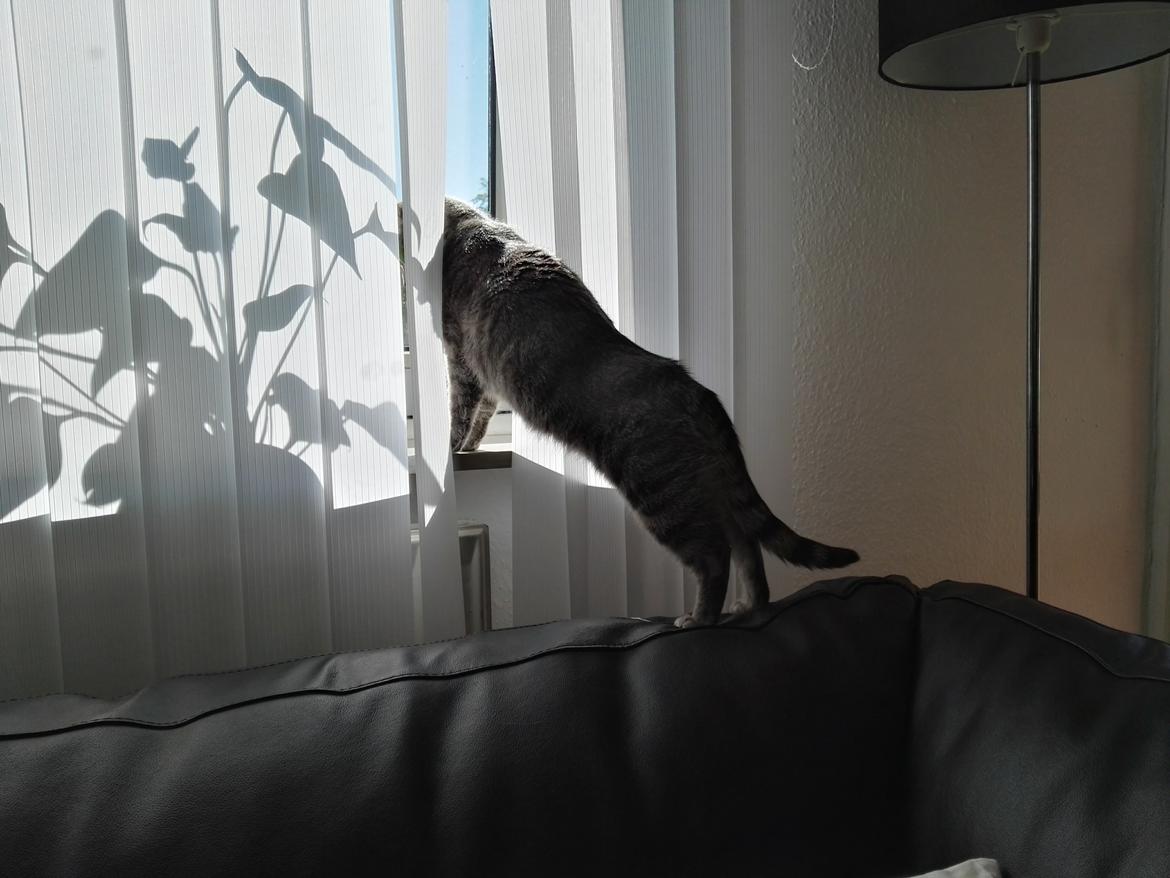 Huskat Kitty billede 11