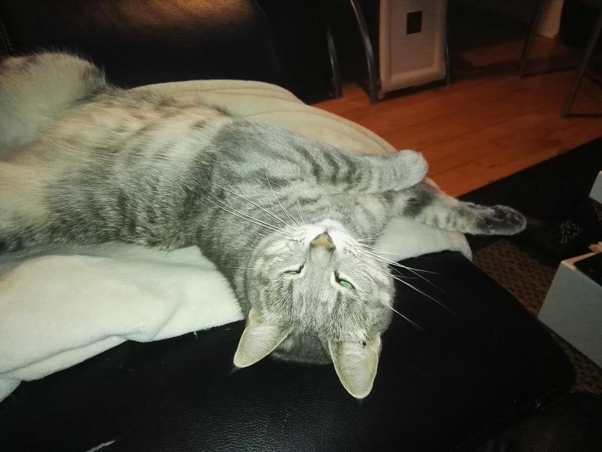 Huskat Kitty billede 12