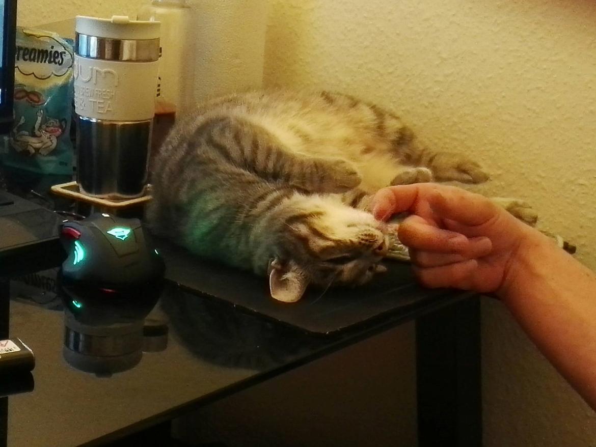 Huskat Kitty billede 13