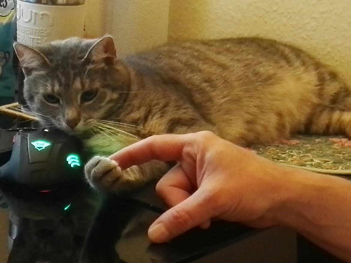 Huskat Kitty billede 14