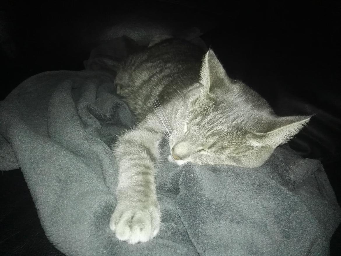 Huskat Kitty billede 9