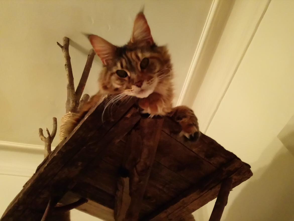 Maine Coon Stella - (DK Prelude cats Sarsellerne) billede 6