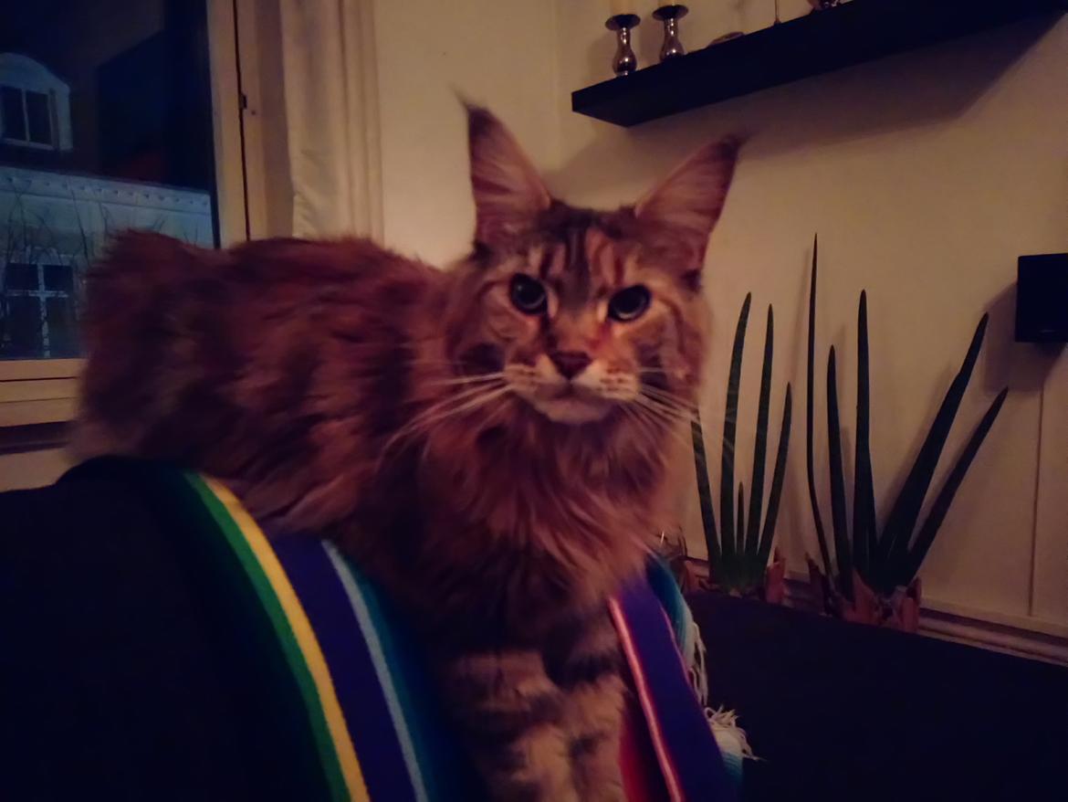 Maine Coon Stella - (DK Prelude cats Sarsellerne) billede 10