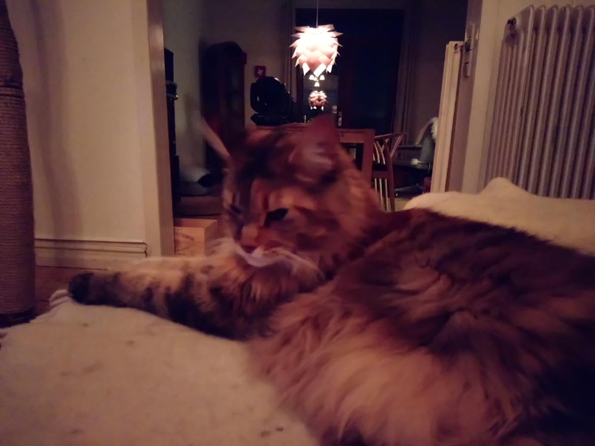 Maine Coon Stella - (DK Prelude cats Sarsellerne) billede 11