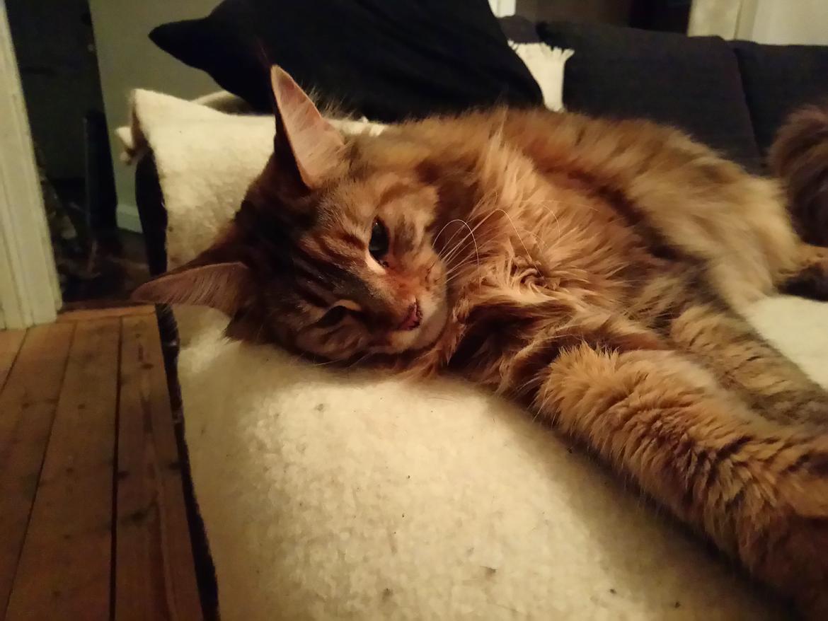 Maine Coon Stella - (DK Prelude cats Sarsellerne) billede 12