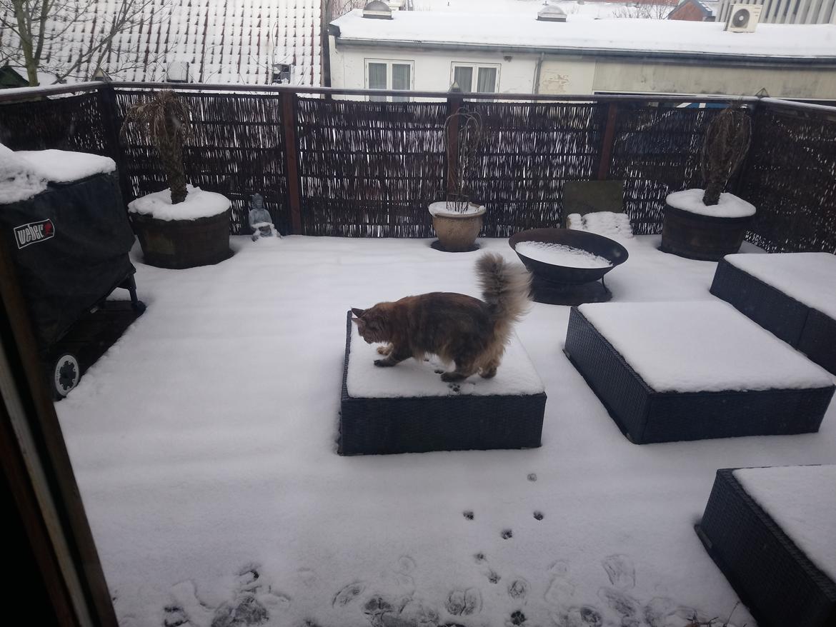 Maine Coon Stella - (DK Prelude cats Sarsellerne) billede 9