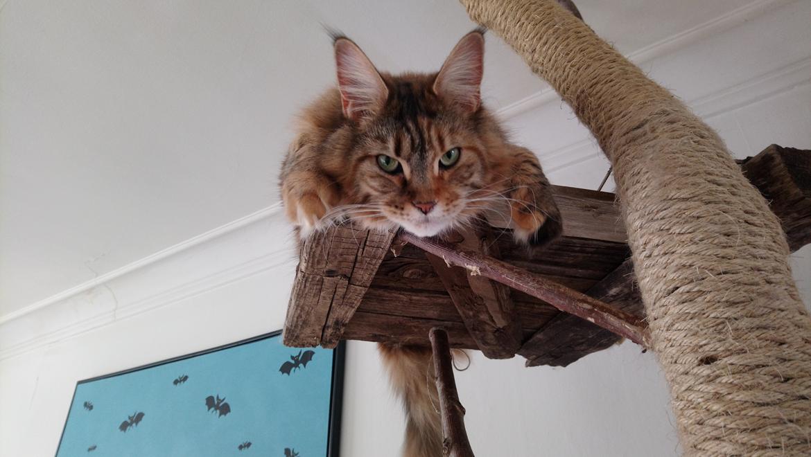 Maine Coon Stella - (DK Prelude cats Sarsellerne) billede 3