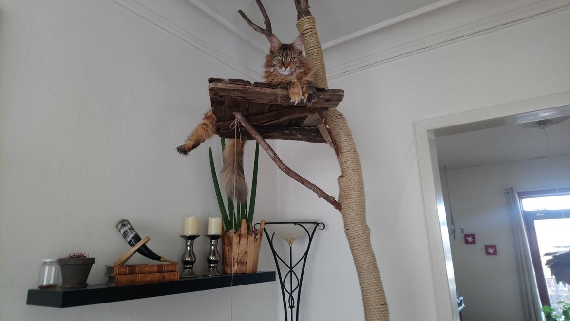 Maine Coon Stella - (DK Prelude cats Sarsellerne) billede 5