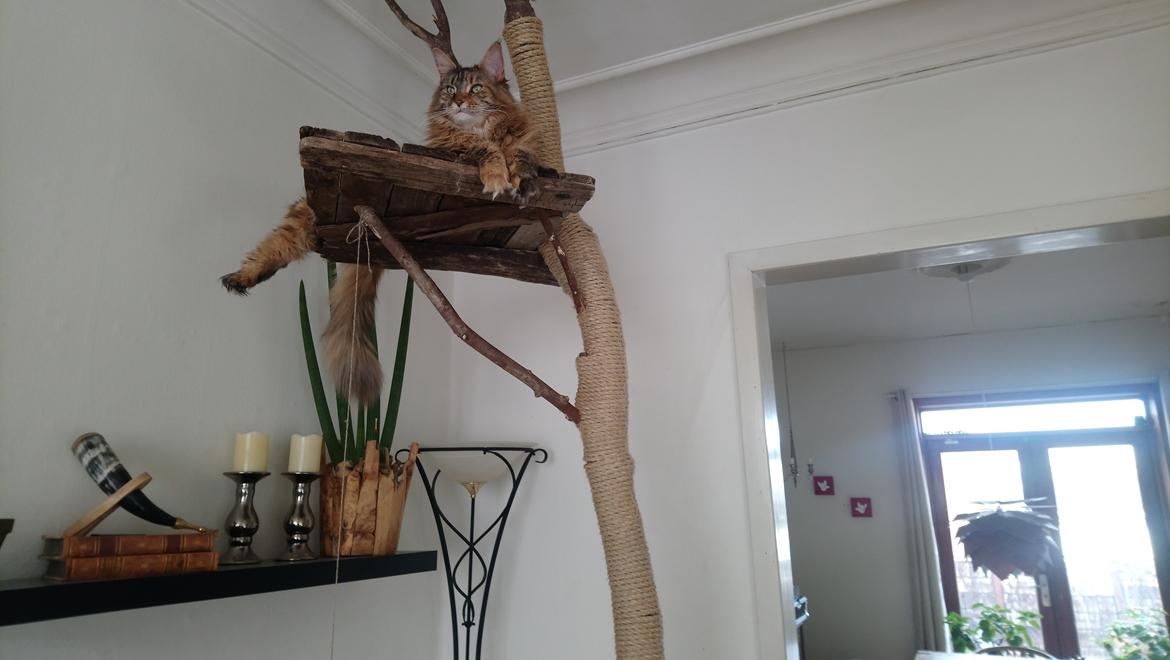 Maine Coon Stella - (DK Prelude cats Sarsellerne) billede 4