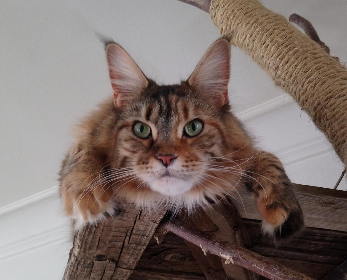 Maine Coon Stella - (DK Prelude cats Sarsellerne) - 28. April 2018 billede 1