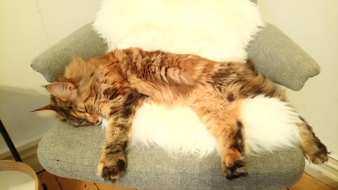 Maine Coon Stella - (DK Prelude cats Sarsellerne) billede 21