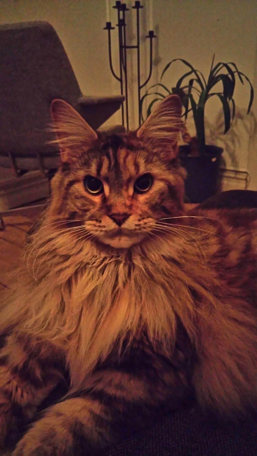 Maine Coon Stella - (DK Prelude cats Sarsellerne) billede 15