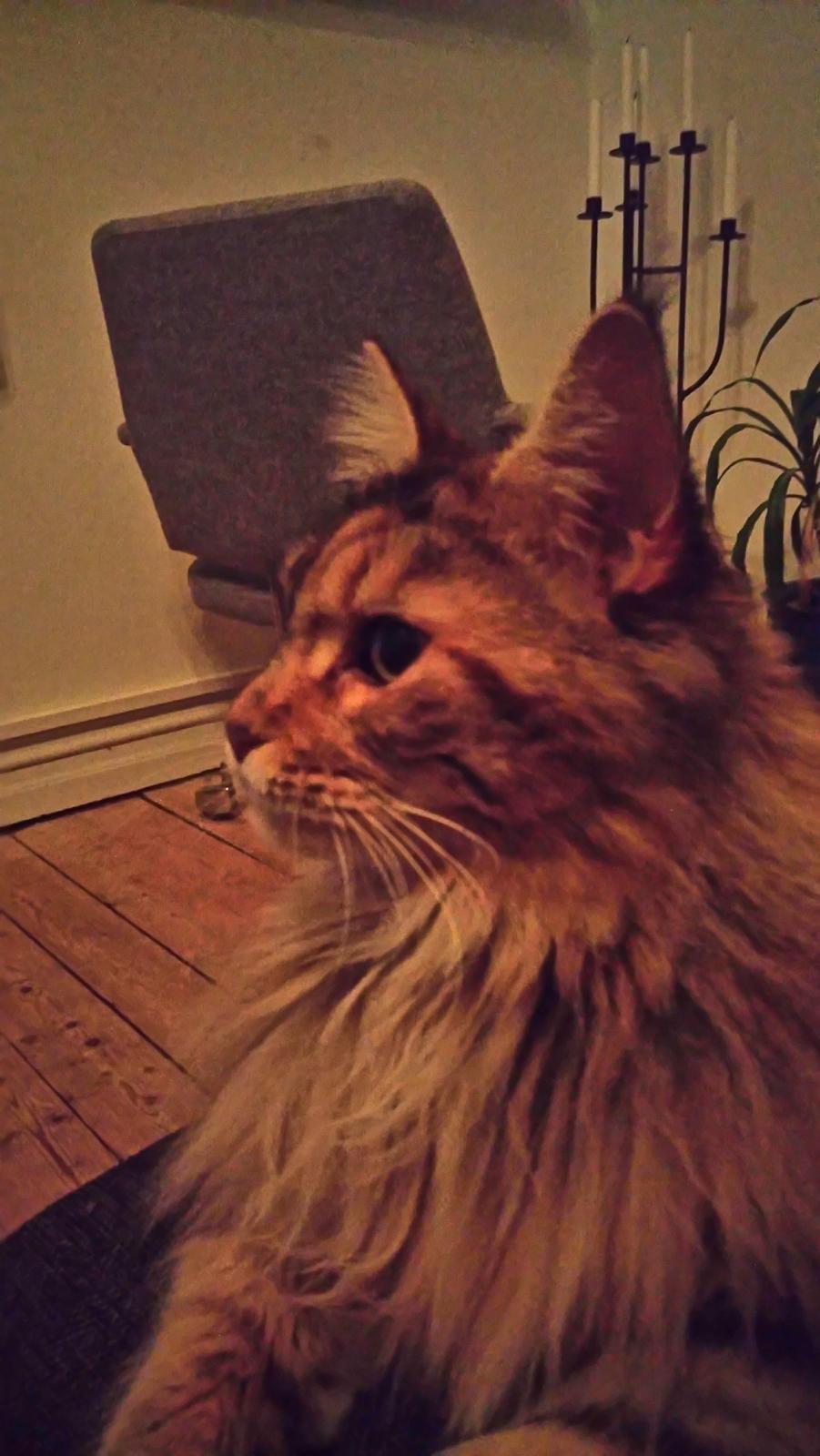 Maine Coon Stella - (DK Prelude cats Sarsellerne) billede 16