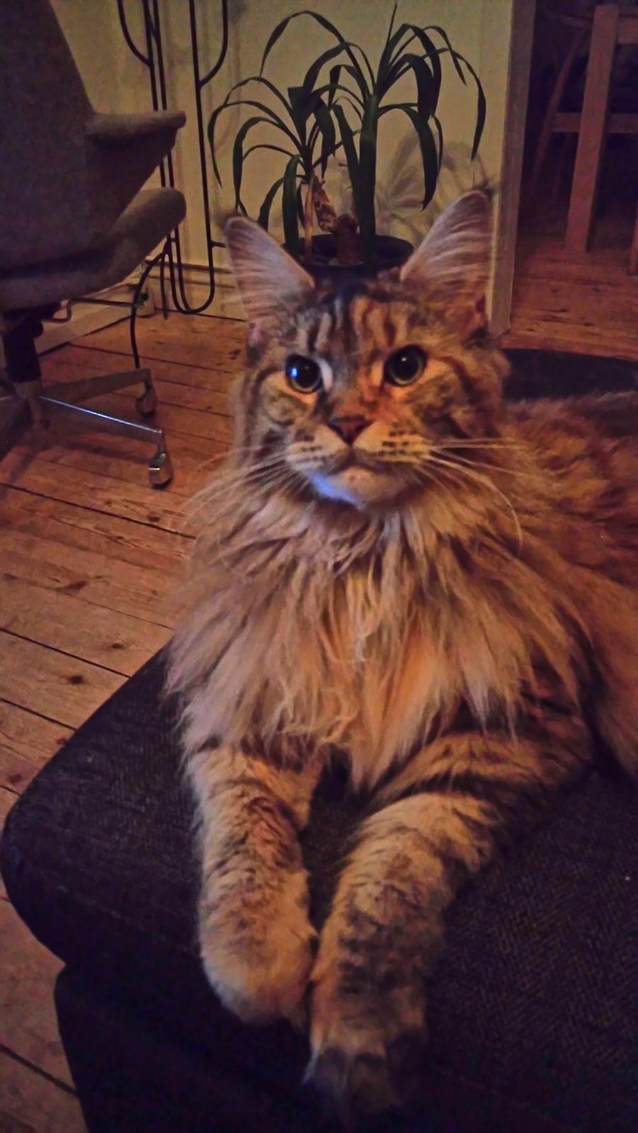 Maine Coon Stella - (DK Prelude cats Sarsellerne) billede 14