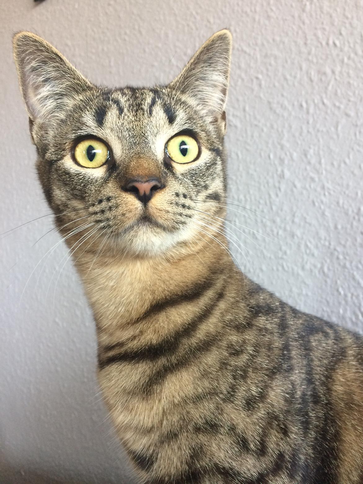 Huskat Ebba billede 12