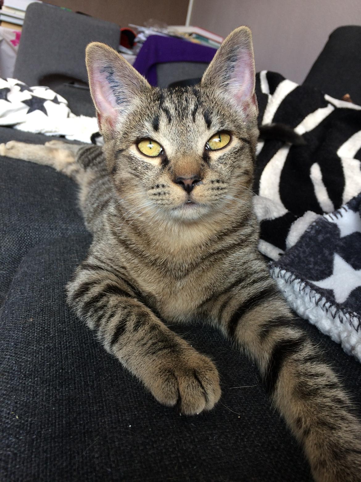 Huskat Ebba billede 13