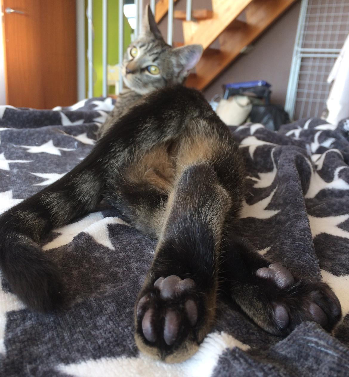 Huskat Ebba billede 14