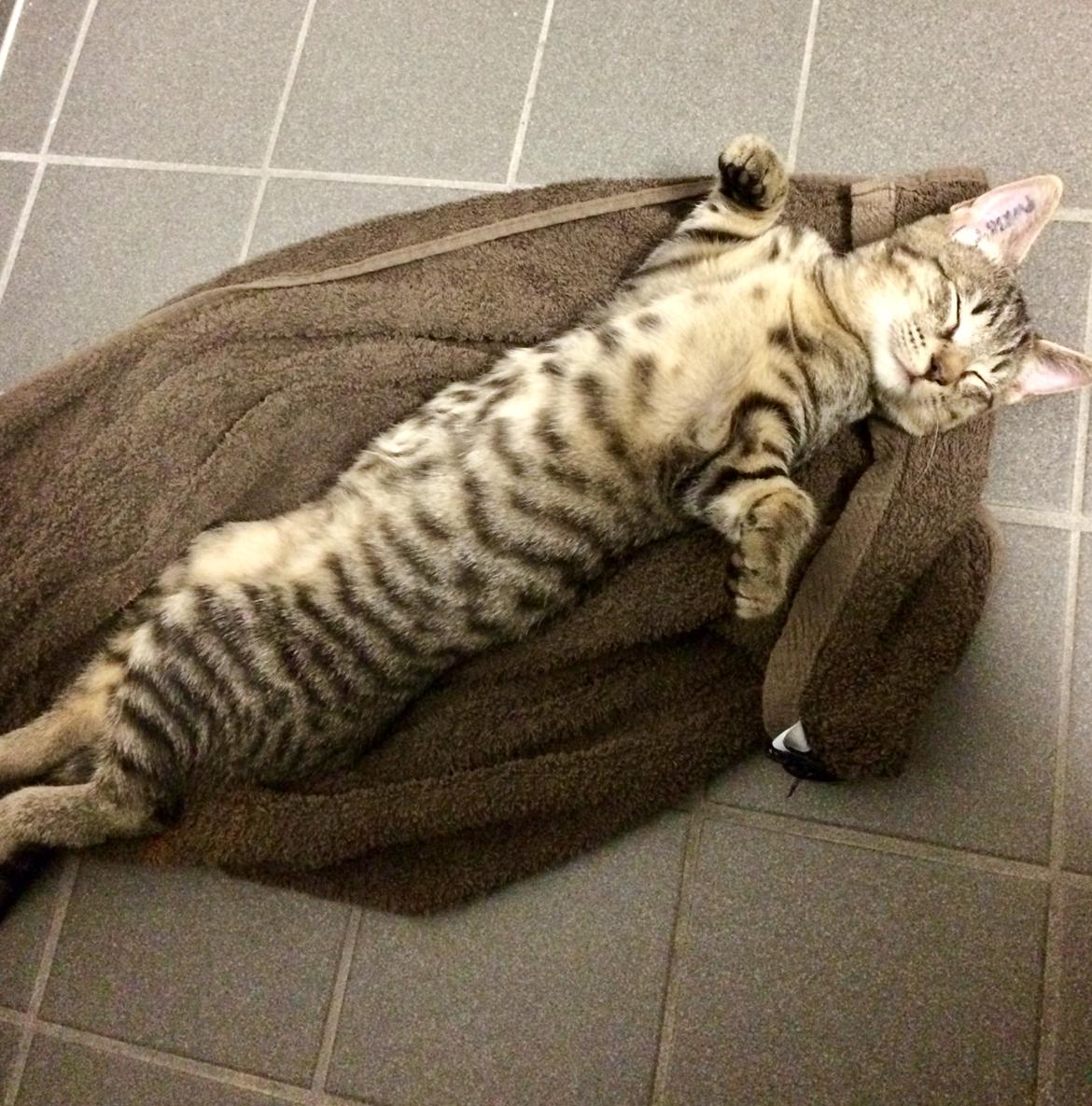 Huskat Ebba billede 15