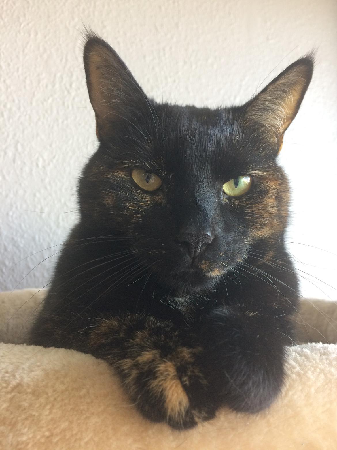 Huskat Saga billede 28