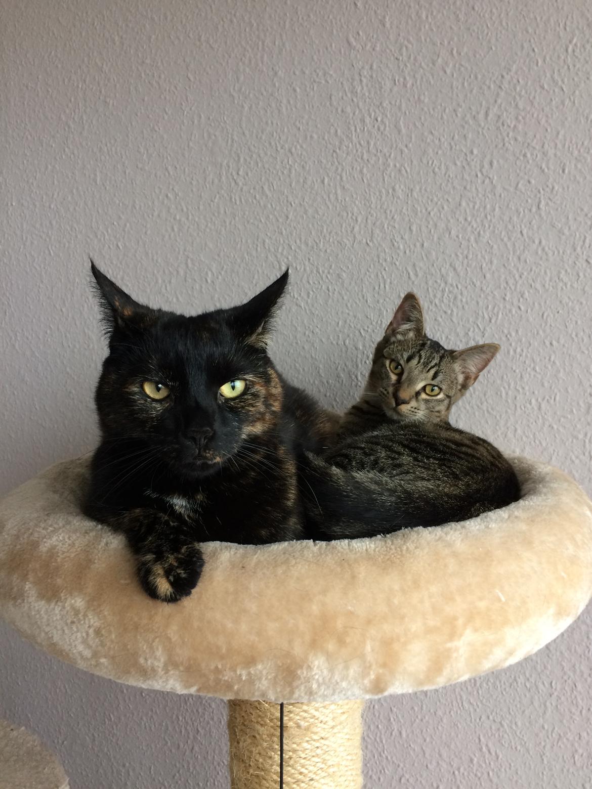 Huskat Saga billede 29