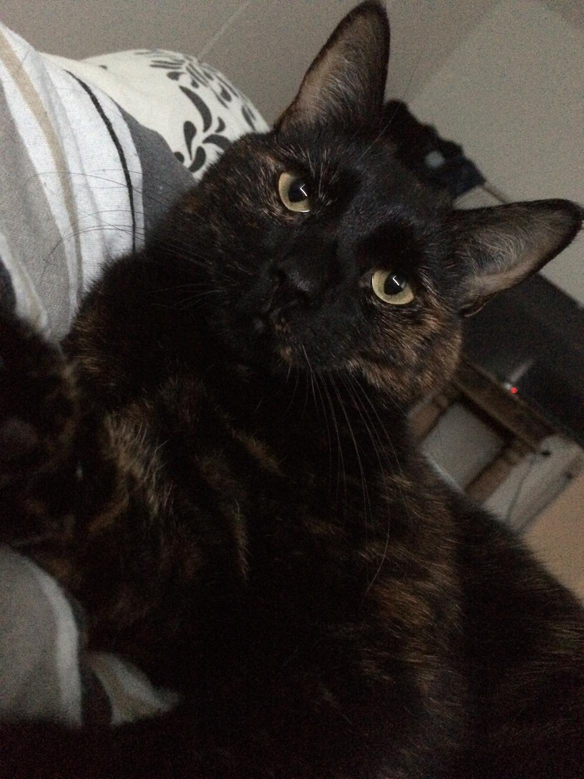 Huskat Saga billede 30