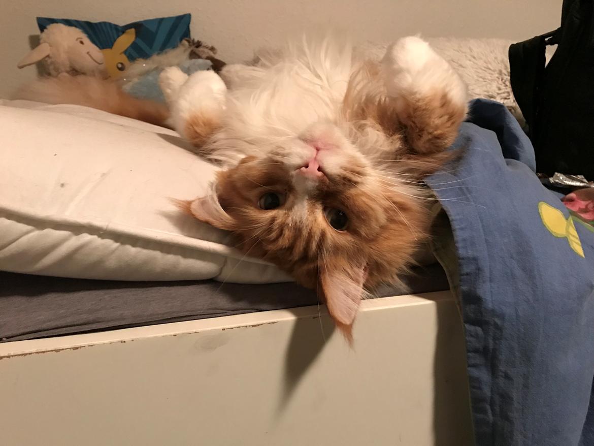 Maine Coon Timitas Danish Dynamite billede 32