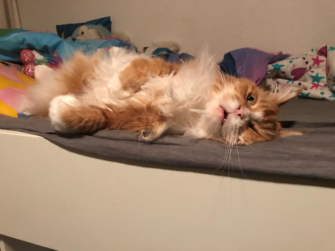 Maine Coon Timitas Danish Dynamite billede 35