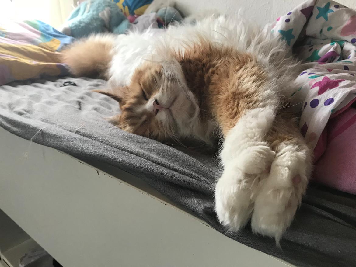 Maine Coon Timitas Danish Dynamite billede 36