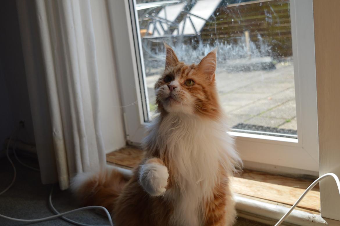 Maine Coon Timitas Danish Dynamite billede 39