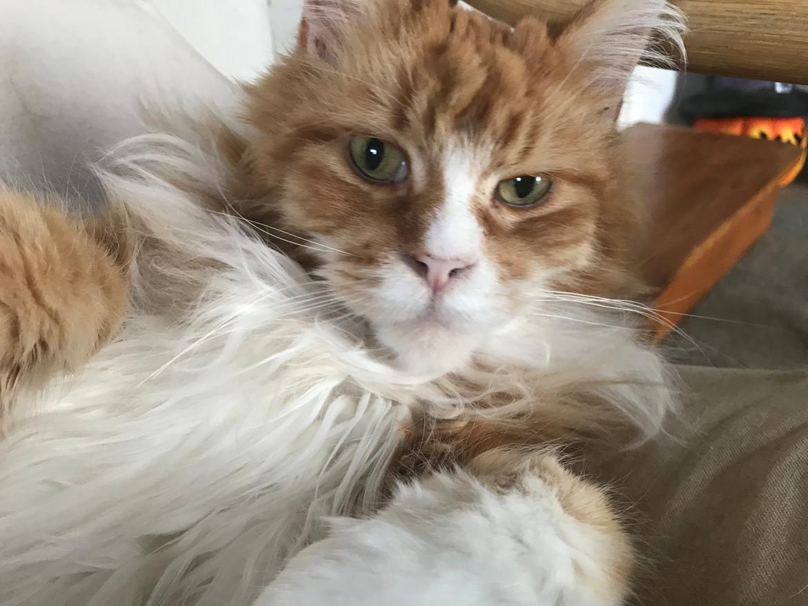 Maine Coon Timitas Danish Dynamite billede 37