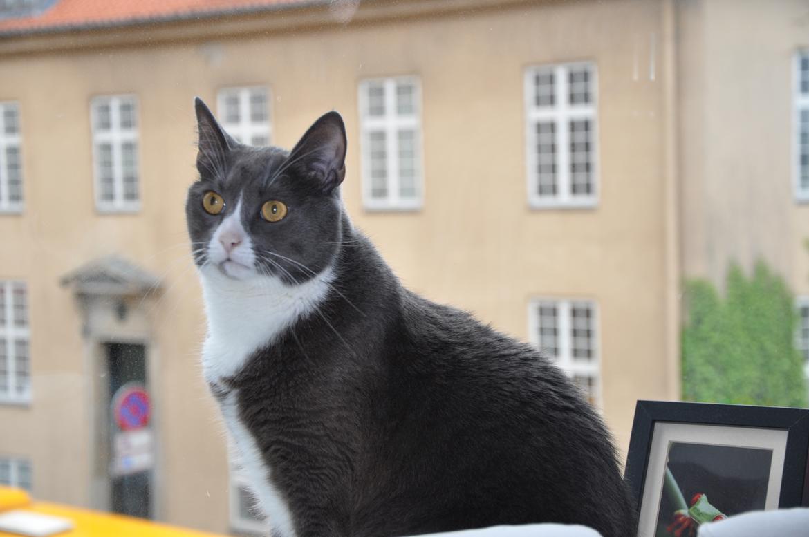 Huskat Tarzan billede 4