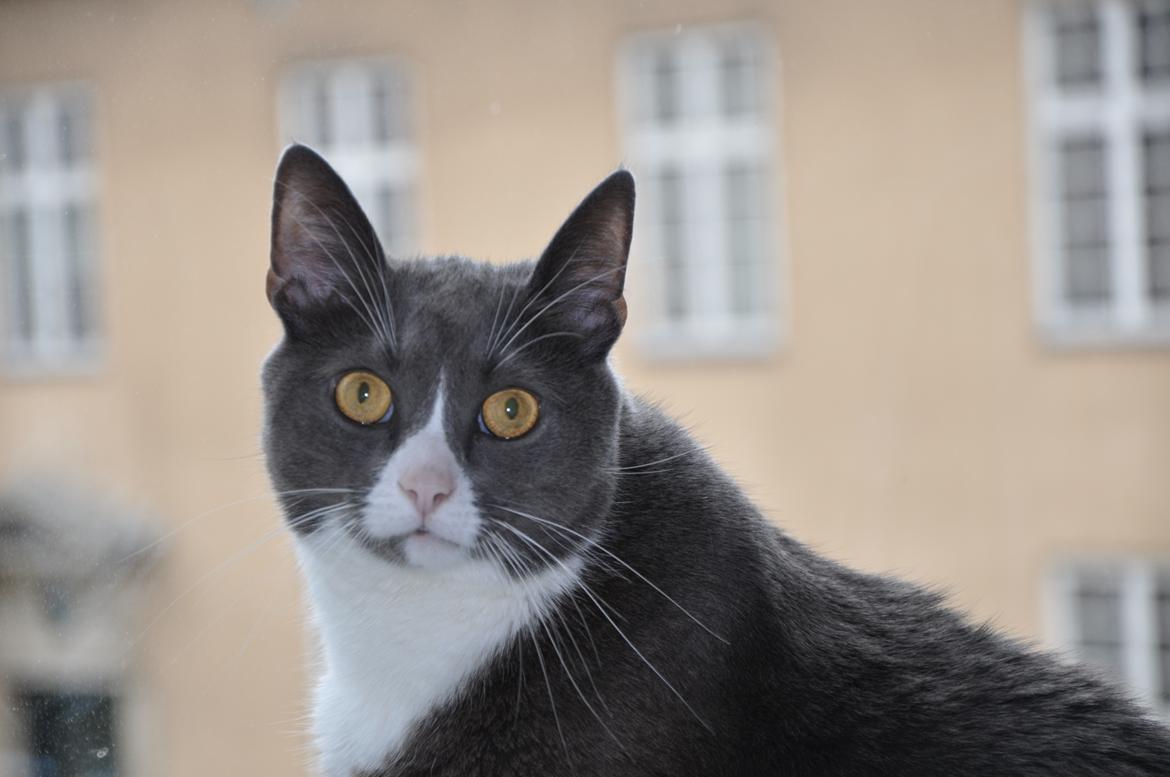 Huskat Tarzan billede 7