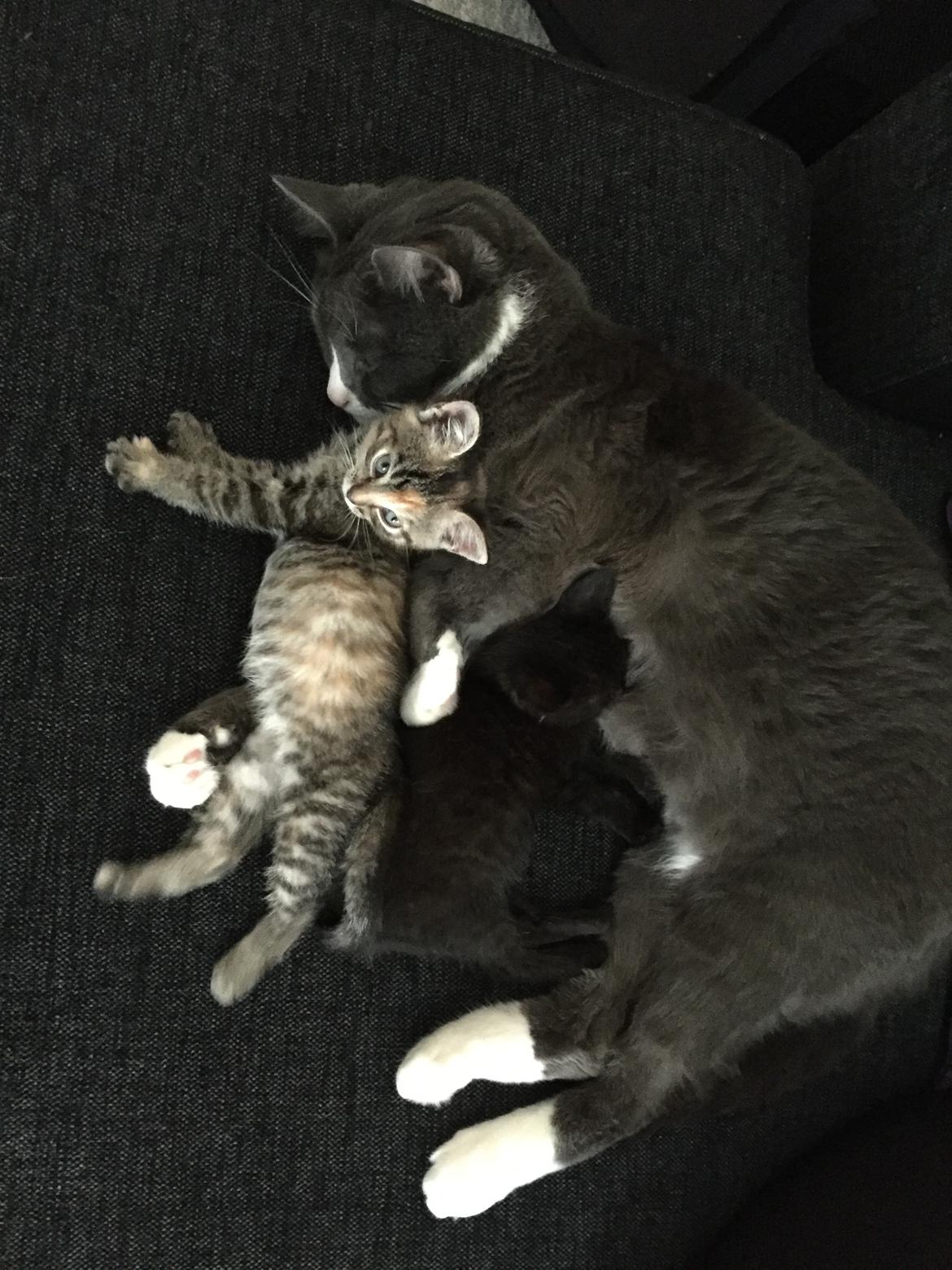 Huskat Tarzan - Verdens bedste plejefar! Her sammen med Madonna og Jennifer billede 6