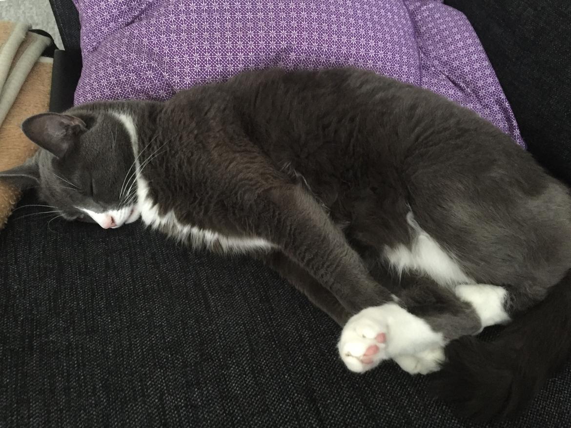 Huskat Tarzan billede 10