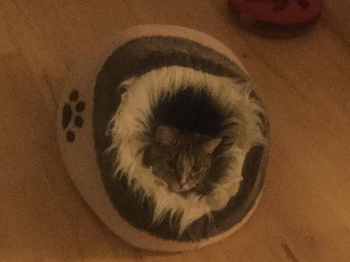 Blanding af racer Minnie   billede 7