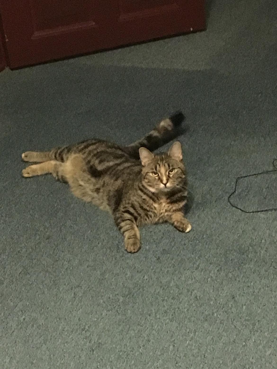 Blanding af racer Minnie   billede 9