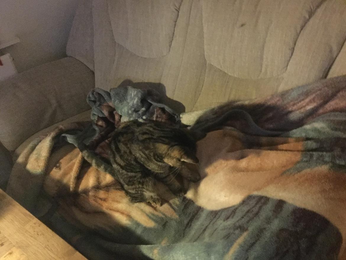 Blanding af racer Minnie   billede 8