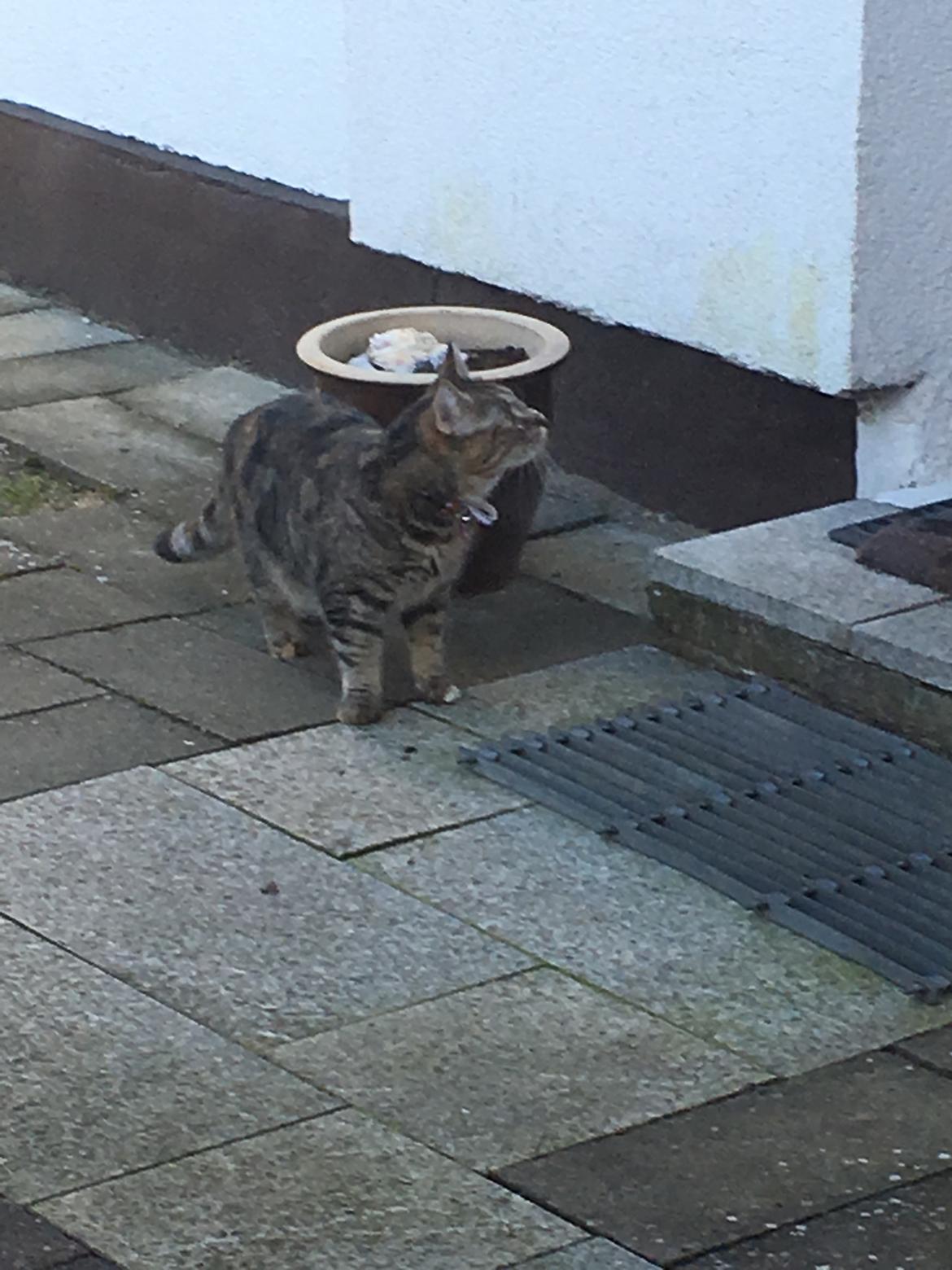 Blanding af racer Minnie   billede 11