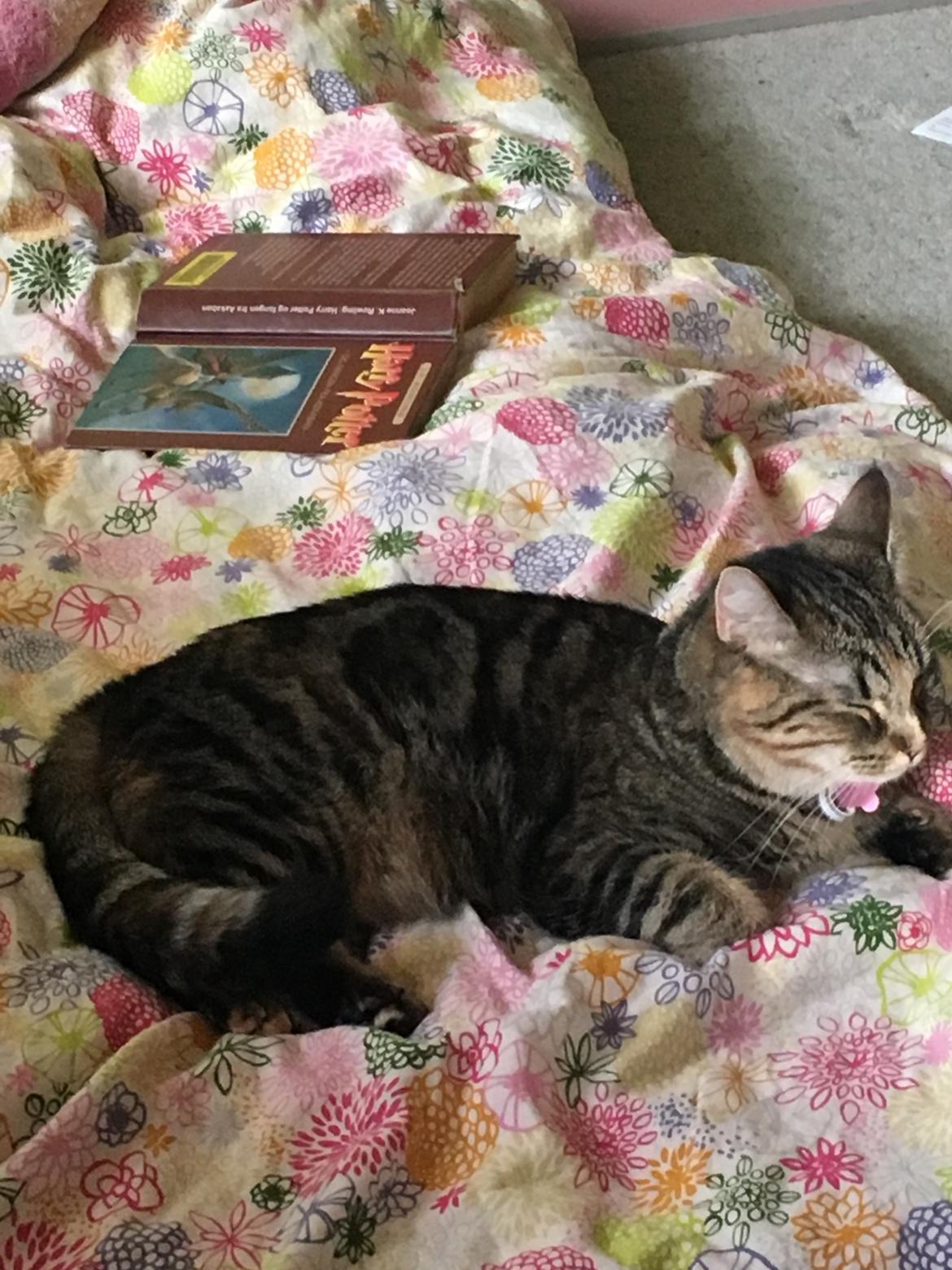 Blanding af racer Minnie   billede 12