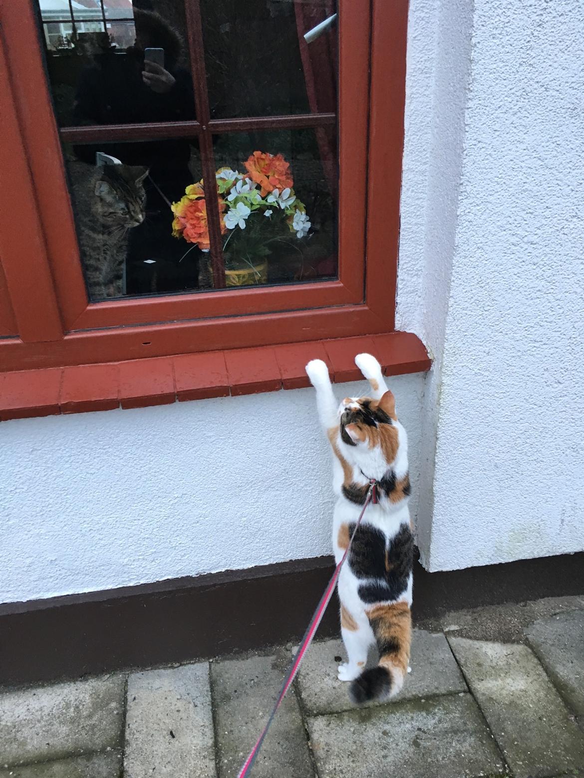 Blanding af racer Minnie   billede 10